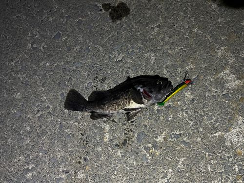 クロソイの釣果