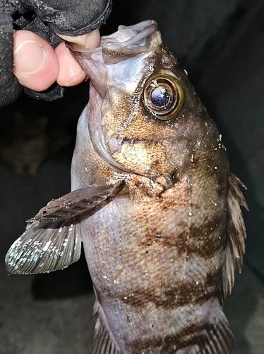 三陸海岸（宮城）