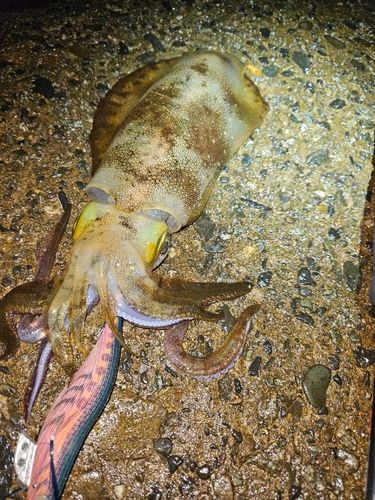 アオリイカの釣果