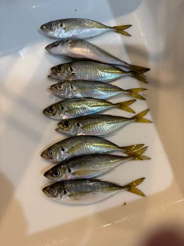 サバの釣果