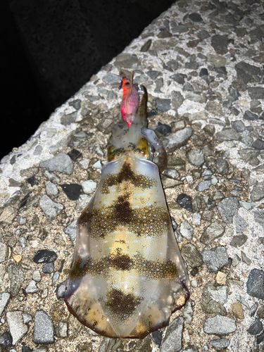 アオリイカの釣果