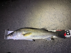 シーバスの釣果