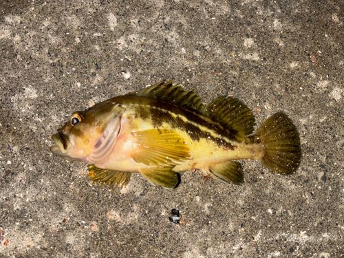 シマゾイの釣果