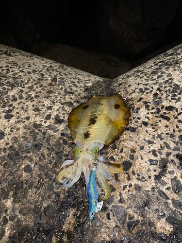 アオリイカの釣果