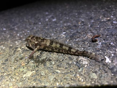 アナハゼの釣果