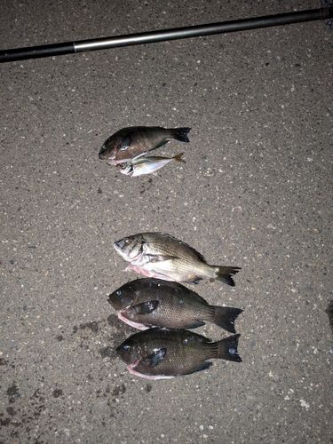 京浜運河（川崎）