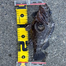 オウゴンムラソイ