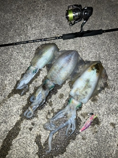 アオリイカの釣果