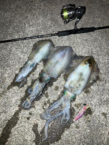 アオリイカの釣果