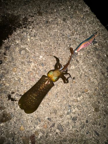 アオリイカの釣果