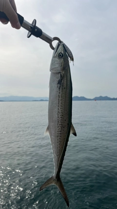 サゴシの釣果