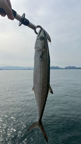 サゴシの釣果