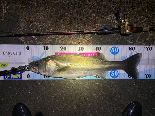 シーバスの釣果