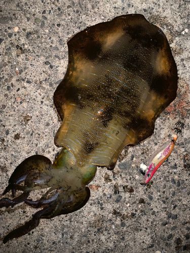 アオリイカの釣果