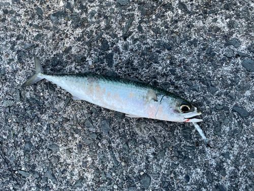 サバの釣果