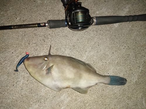 キラキラ公園（苫小牧西港）