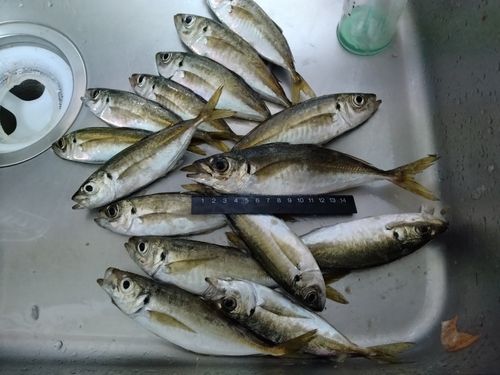 アジの釣果
