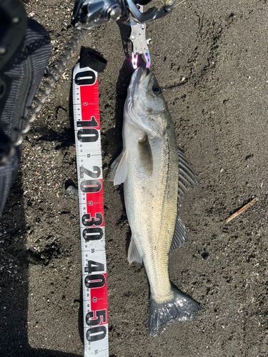 新舞子海岸（富津）