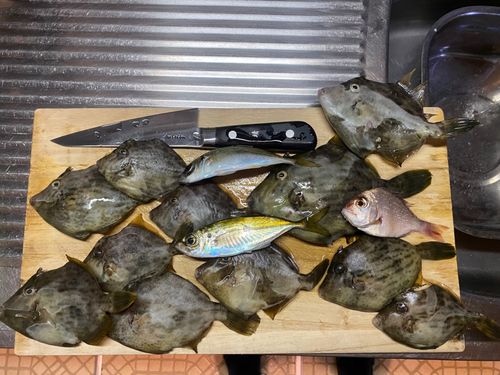 カワハギの釣果