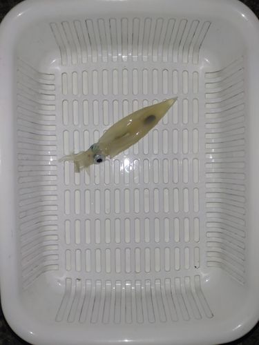 ヤリイカの釣果