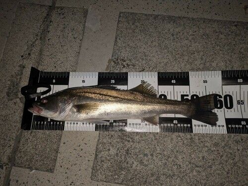 フッコ（マルスズキ）の釣果