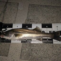 フッコ（マルスズキ）