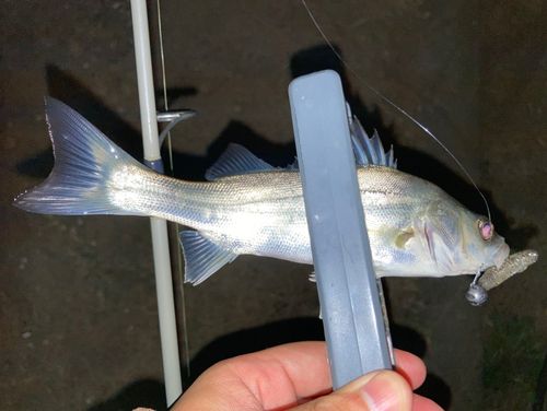 セイゴ（マルスズキ）の釣果
