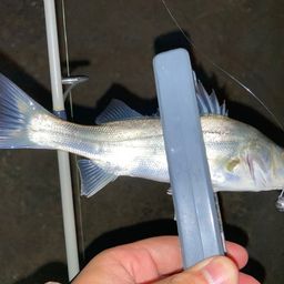 セイゴ（マルスズキ）