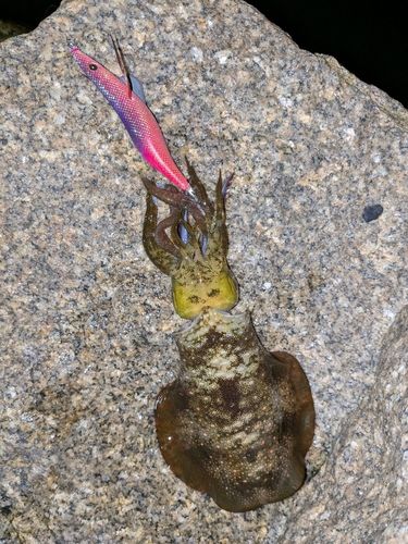 アオリイカの釣果