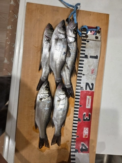 セイゴ（ヒラスズキ）の釣果