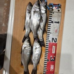 セイゴ（ヒラスズキ）