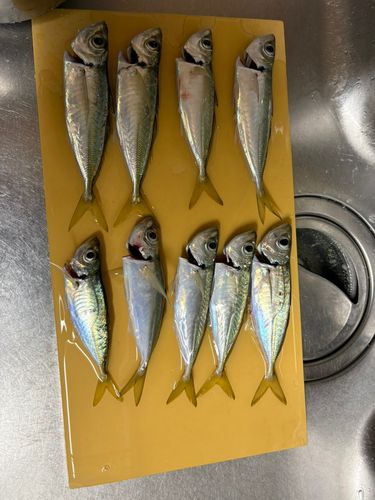 アジの釣果