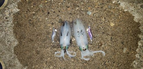 アオリイカの釣果