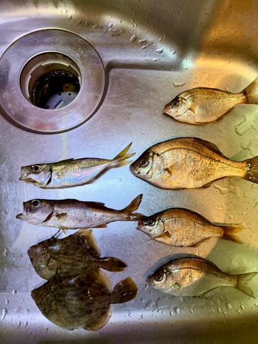 東京湾（アクアライン〜富津）