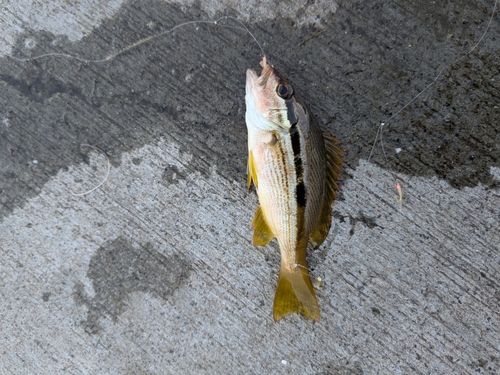 ヨコスジフエダイの釣果