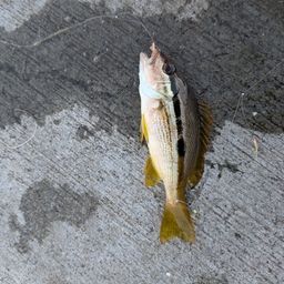 ヨコスジフエダイ