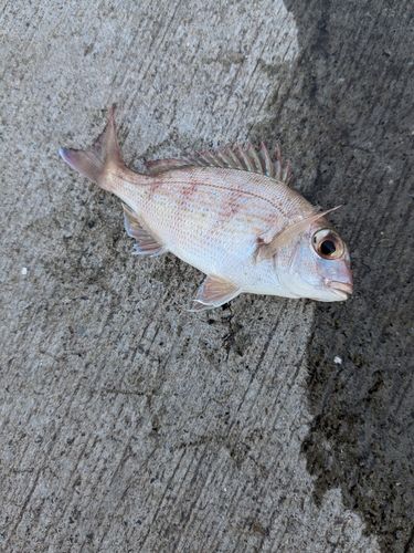 チャリコの釣果