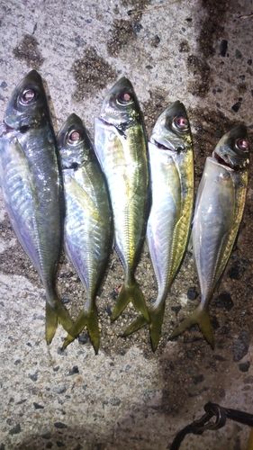 アジの釣果