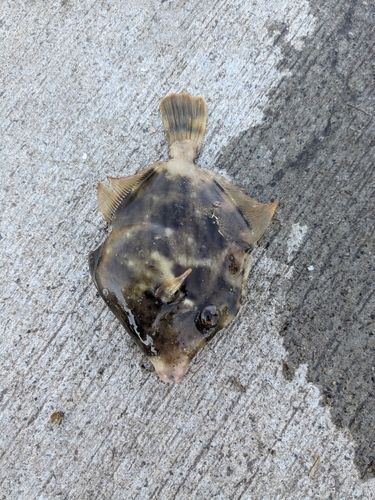 カワハギの釣果