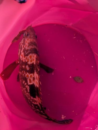 キジハタの釣果