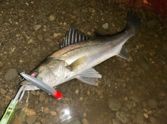 シーバスの釣果