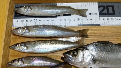 シロギスの釣果