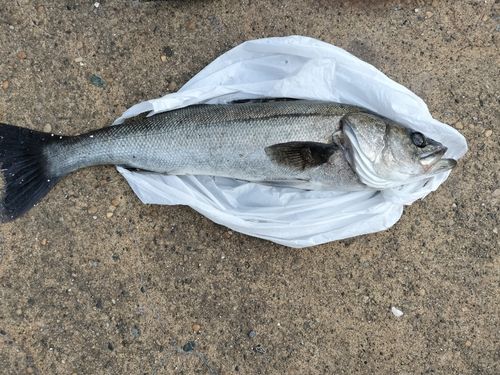 マルスズキの釣果