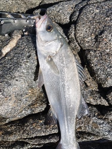 ヒラスズキの釣果