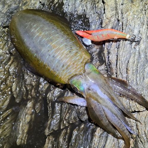 アオリイカの釣果