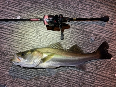 シーバスの釣果