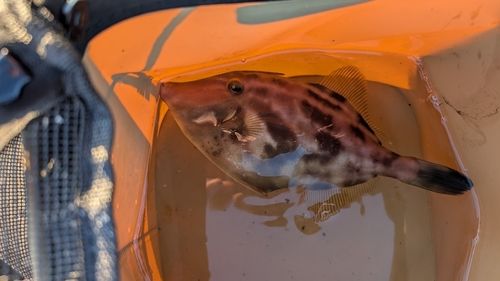 カワハギの釣果