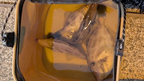 カワハギの釣果