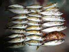 アジの釣果