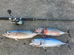 ヒラソウダの釣果